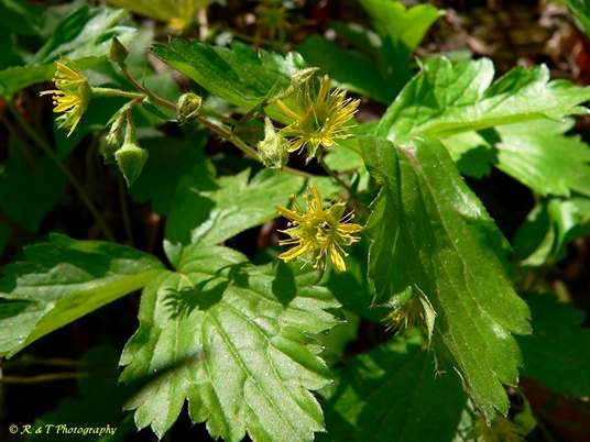 {Geum donianum}